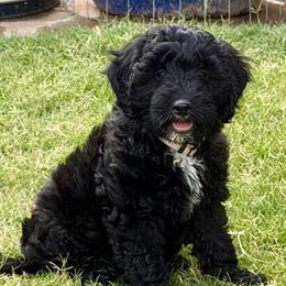 Blaze- Cheering for USA - Black and white male Aussiedoodle puppy in Midlothian, Texas from Gray Doodles