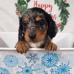 Maddy - Dapple female Dachshund puppy in Anaconda, Montana from Williams Family Dachshunds