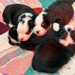 Miniature Australian Shepherd puppies from Scearce breeders