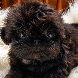 Black Female - Black female Shih Tzu puppy in Hillsdale, Michigan from Prairie Fen Farm