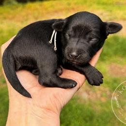 Taco - Black and white male Aussiedoodle puppy in Mulino, Oregon from Korbella Farm