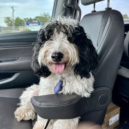 Darby - Bernedoodle