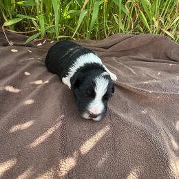 Ella - Black and white female Border Collie puppy in Dorr, Michigan from Pineview Farm
