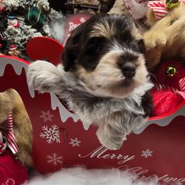 Jarvy - Liver male Miniature Schnauzer puppy in Hertford, North Carolina from Little Bug Schnauzers