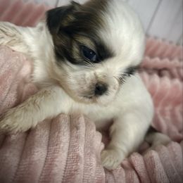 Meet Janie - Red and white female Shih Tzu puppy in Lake City, Florida from Tiger Valley Shih Tzus