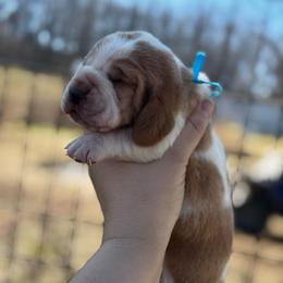 Blue boy - Red and white male Basset Hound puppy in Conway, Missouri from Ozark Mountain Kennel
