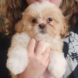 Cody - Cream and white male Shih Tzu puppy in Sapulpa, Oklahoma from Faith Hope and Love Shih Tzu's