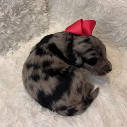Miss Pink - Blue merle female Aussiedoodle puppy in Taylor, Missouri from Pawsitively Doodles