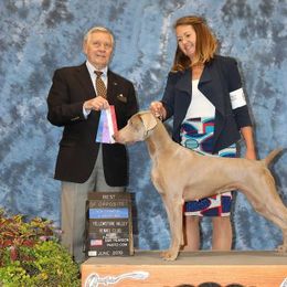 Cora - Weimaraner