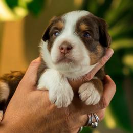 Ron - male Australian Mountain Doodle puppy in Cortez, Colorado from Sassy Pants Pups