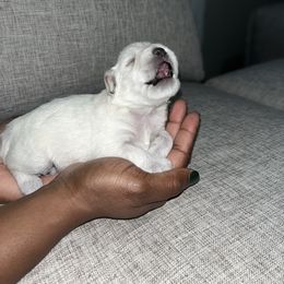 Miniature Schnauzer Puppies from Jones Fam Paws