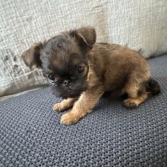 Autumn - Belge female Brussels Griffon puppy in Manteca, California from Middletown Dreams