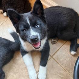 Aurora - Black and white female Pomsky puppy in La Vergne, Tennessee from Atencio Pomsky