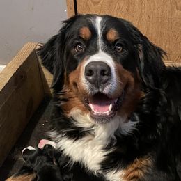 Assorted Doodle Crosses and Bernese Mountain Dogs from J&F Country Canines