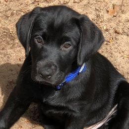 Labrador Retrievers from Greenwing Kennel