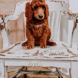 Poodle Puppies from Bridge City Poodles