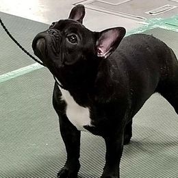 iWow - French Bulldog