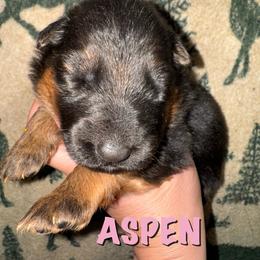 Aspen - Black and red female German Shepherd puppy in Graham, Washington from Wildeflecken Shepherds