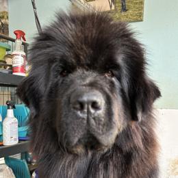 Vanilla - Newfoundland