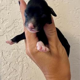 Tiny - Black and white female Bernedoodle puppy in Marlow, Oklahoma from Crider’s Critters
