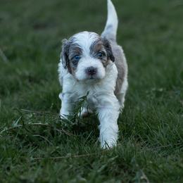 Bernedoodle Puppies from Autumn Vanskiver
