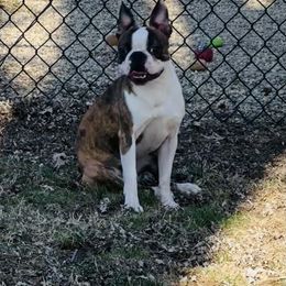 Waltz - Boston Terrier