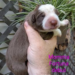 Momma Fortuna - Panda female German Shepherd puppy in Olean, New York from F&B Kennels