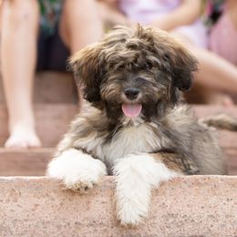 Aussiedoodle and Bernedoodle Puppies from North 40 Doodles