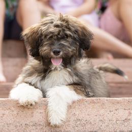 Aussiedoodle and Bernedoodle Puppies from North 40 Doodles