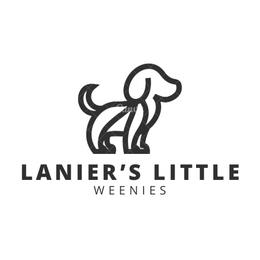 Dachshunds from Lanier’s Little Weenies