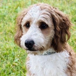 Bernedoodles and Goldendoodles from Sweet Pine Doodles