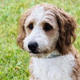 Bernedoodles and Goldendoodles from Sweet Pine Doodles