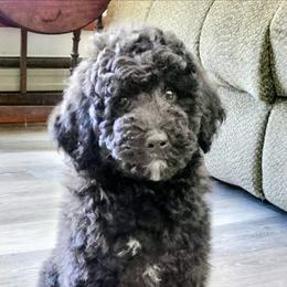Junior - Black male Assorted Doodle Crosses puppy in Lewistown, Pennsylvania from Southern Star Goldendoodles