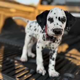 Red - White and black male Dalmatian puppy in Lockhart, Texas from Haus of Dals