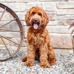 Australian Labradoodles from West Haven Australian Labradoodles