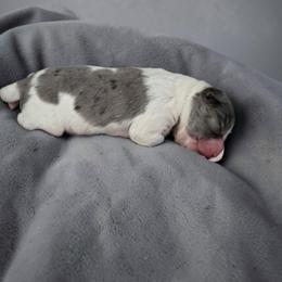 Boy 2 - Blue merle male Aussiedoodle puppy in Lebanon, Oregon from Abbott Family Farm