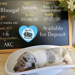 Rheagal - Dapple male Dachshund puppy in Hoquiam, Washington from Heyd's Mini Dachshunds
