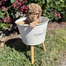 Bernedoodle and Poodle Puppies from Orange Blossom Poodles & Doodles