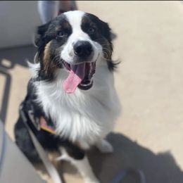 Australian Shepherd Puppies from Bedtime Story Australian Shepherds