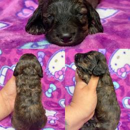 Tinky-Winky - Brindle male Dachshund puppy in Hornbeck, Louisiana from A&Z Mini Dachshunds
