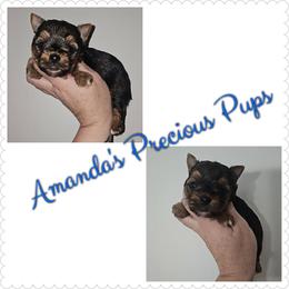 Leo - Black and tan male Yorkshire Terrier puppy in Wartburg, Tennessee from Amanda's Precious Pups