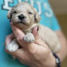 Bean - Cream female Goldendoodle puppy in Waynesboro, Virginia from Forest Creek Kennel