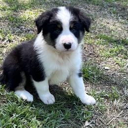 Border Collie and Papillon Puppies from Royal T Kennel