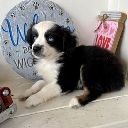 Kringle - Black tri male Miniature Australian Shepherd puppy in Port Saint Lucie, Florida from Charlene Brannon's Mini Australian Shepherds
