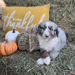 Australian Shepherd Puppies from Zermeno Ranch
