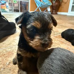 Girl 2 - Black and tan female Yorkshire Terrier puppy in Pomona, California from Lunio's Yorkies