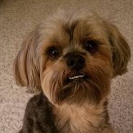 Yorkshire Terriers from JulesofVillage