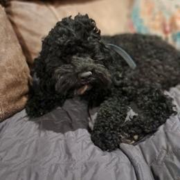 Girl - Black and white female Cockapoo puppy in Mena, Arkansas from Ouachita River Cockapoos