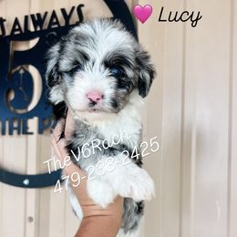 Girl 2 - female Aussiedoodle puppy in Sulphur Bluff, Texas from V6 Ranch Dogs
