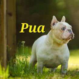 French Bulldog puppies from The Bully Barn